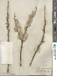 Salix planifolia image