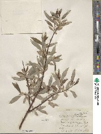 Salix planifolia image