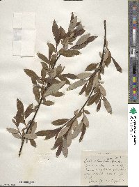 Salix planifolia image