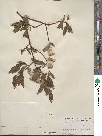 Salix planifolia image