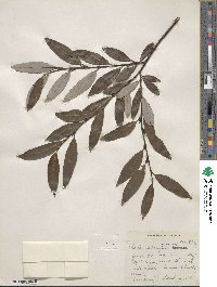 Salix planifolia image