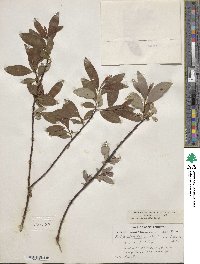 Salix planifolia image