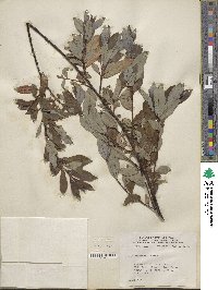 Salix planifolia image