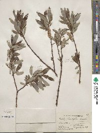 Salix planifolia image