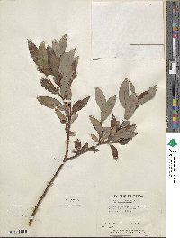 Salix planifolia image