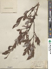 Salix planifolia image