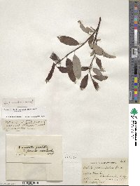 Salix planifolia image