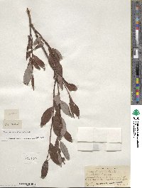 Salix planifolia image