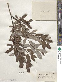 Salix planifolia image