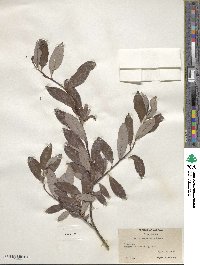 Salix planifolia image