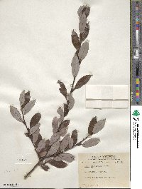 Salix planifolia image