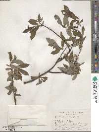 Salix planifolia image