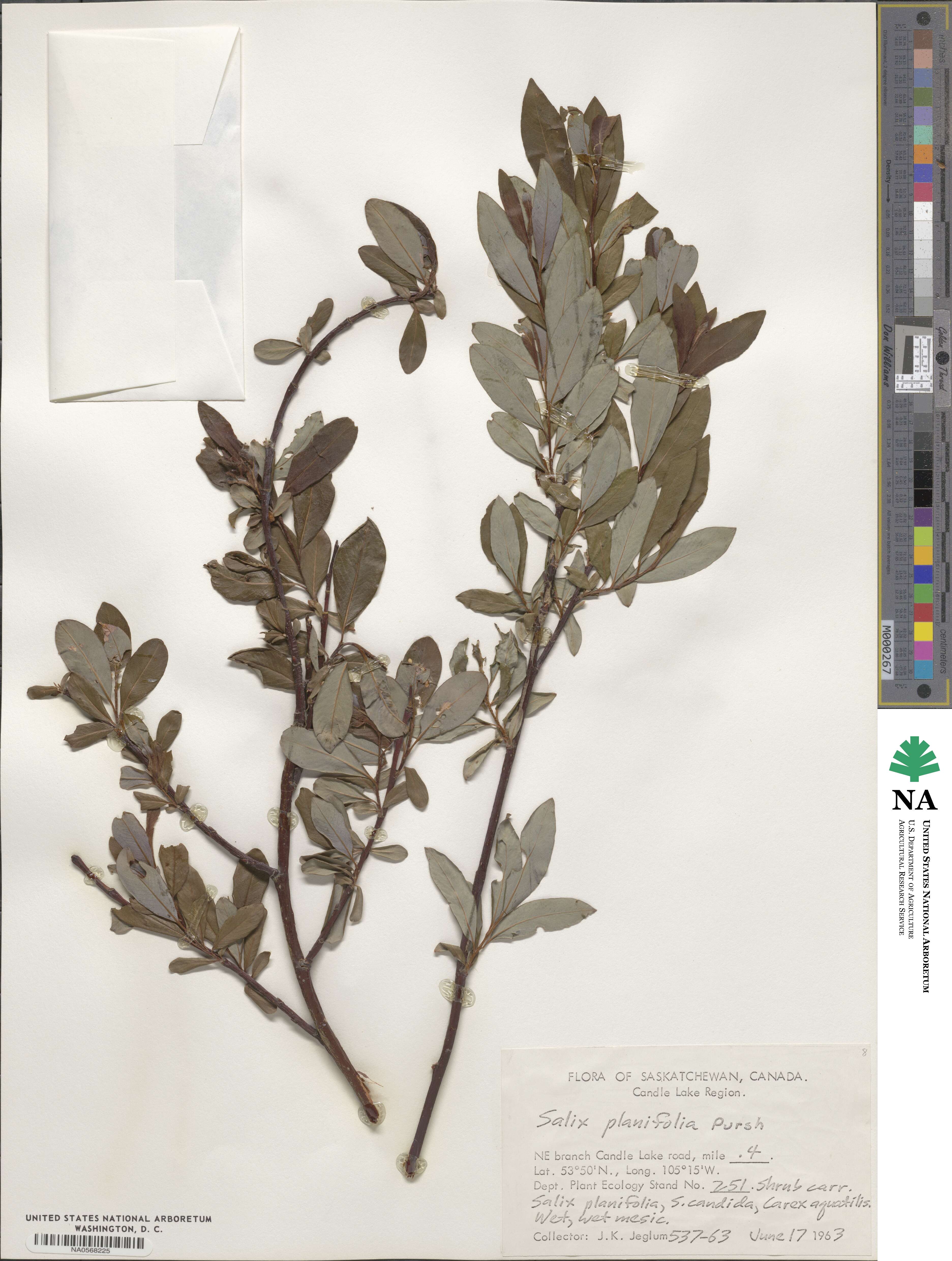 Salix planifolia image