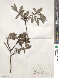 Salix planifolia image