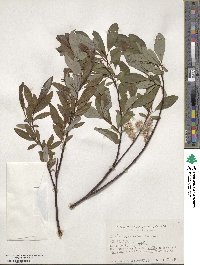 Salix planifolia image