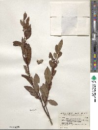 Salix planifolia image