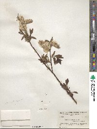 Salix planifolia image