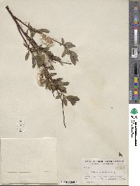 Salix planifolia image