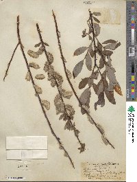 Salix planifolia image