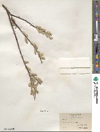 Salix planifolia image