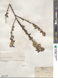 Salix planifolia image