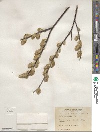 Salix planifolia image