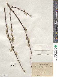 Salix planifolia image