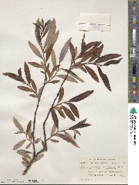 Salix planifolia image