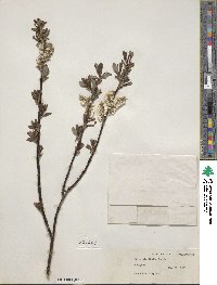 Salix planifolia image