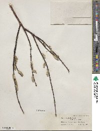 Salix planifolia image