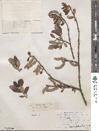 Salix planifolia image