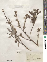 Salix planifolia image