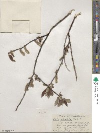 Salix planifolia image