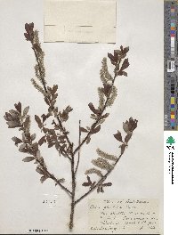 Salix planifolia image