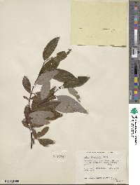 Salix planifolia image