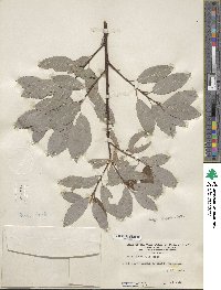 Salix planifolia image