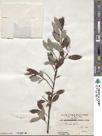 Salix planifolia image