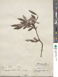 Salix planifolia image