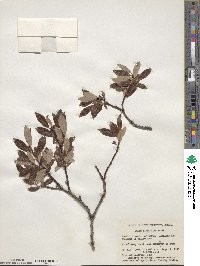 Salix planifolia image