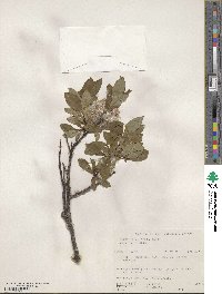 Salix planifolia image