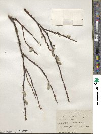 Salix planifolia image