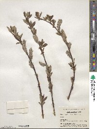 Salix planifolia image