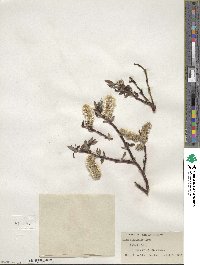 Salix planifolia image