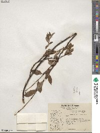 Salix planifolia image