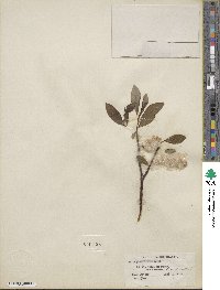 Salix planifolia image