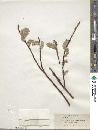 Salix planifolia image