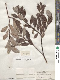 Salix planifolia image