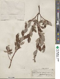 Salix planifolia image