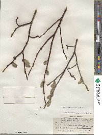 Salix planifolia image