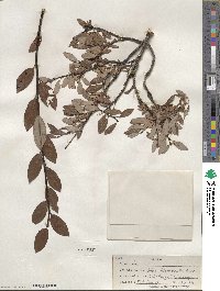 Salix planifolia image